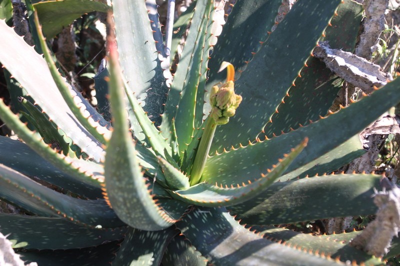 Aloe mudenensis photo 8