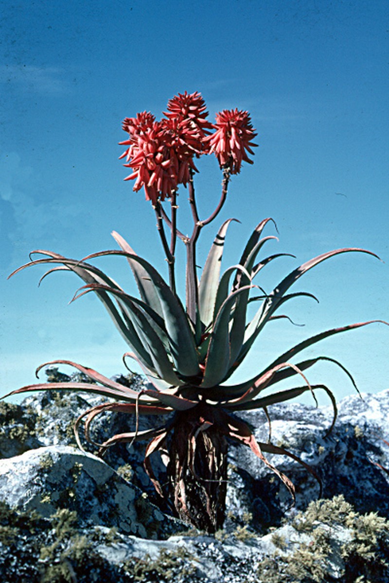 Aloe munchii photo 2