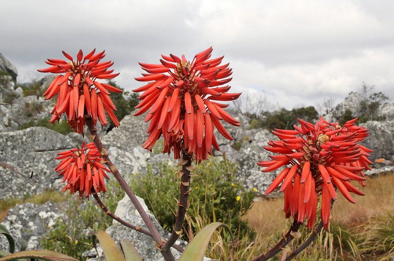 Aloe munchii photo 3