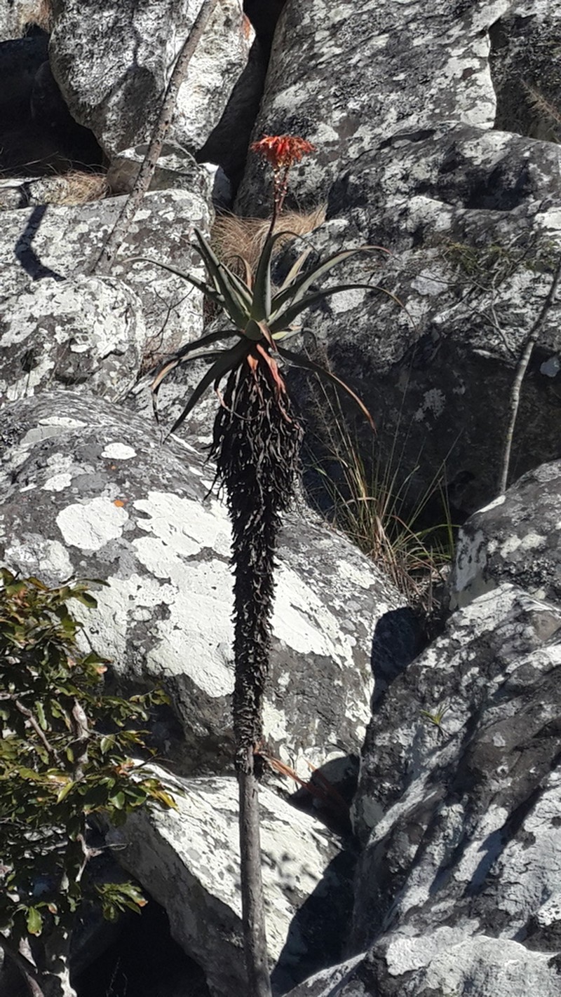 Aloe munchii photo 5