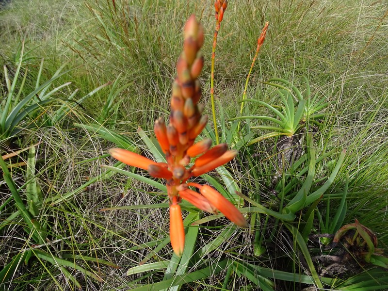 Aloe musapana photo 2