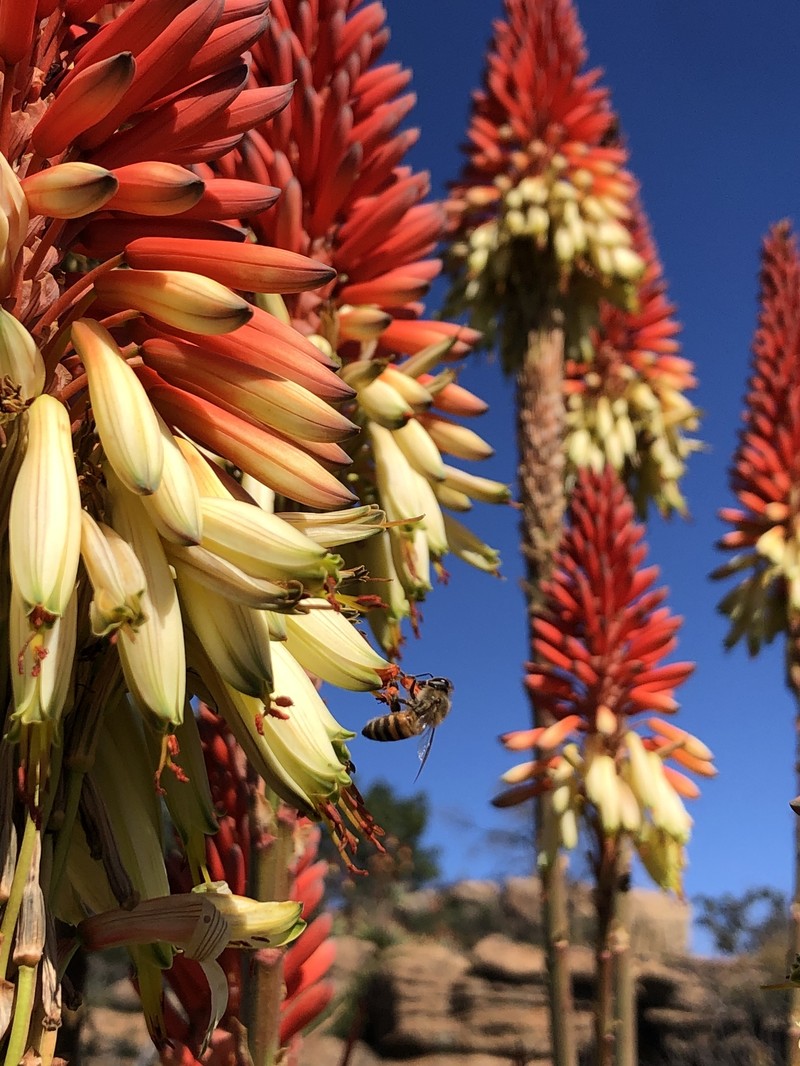 Aloe mutabilis photo 2