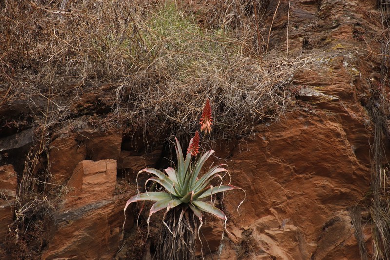 Aloe mutabilis photo 3