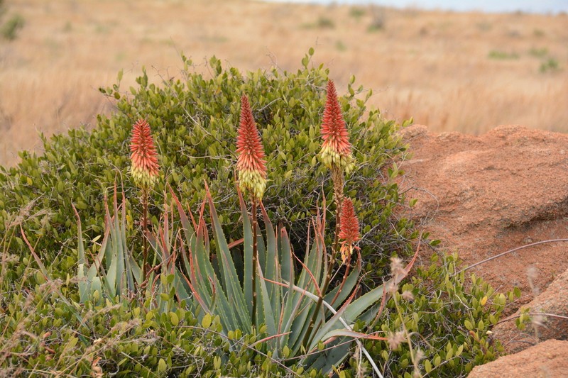 Aloe mutabilis photo 4