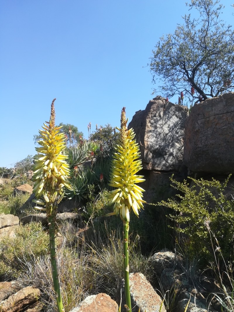 Aloe mutabilis photo 6
