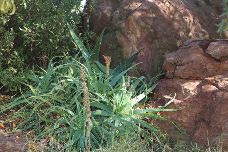 Aloe mutabilis photo 7