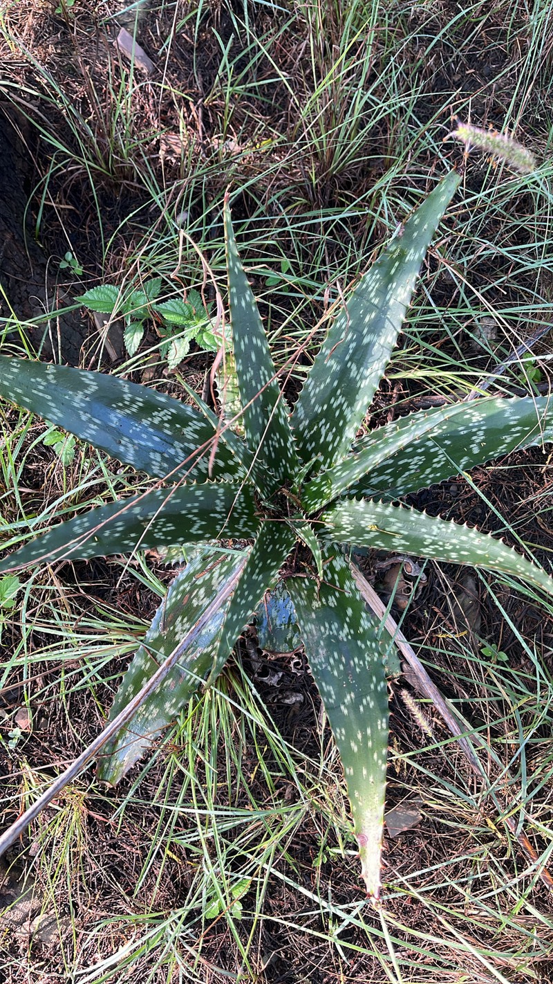 Aloe mutans photo 2