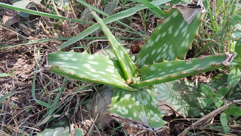 Aloe mutans photo 3