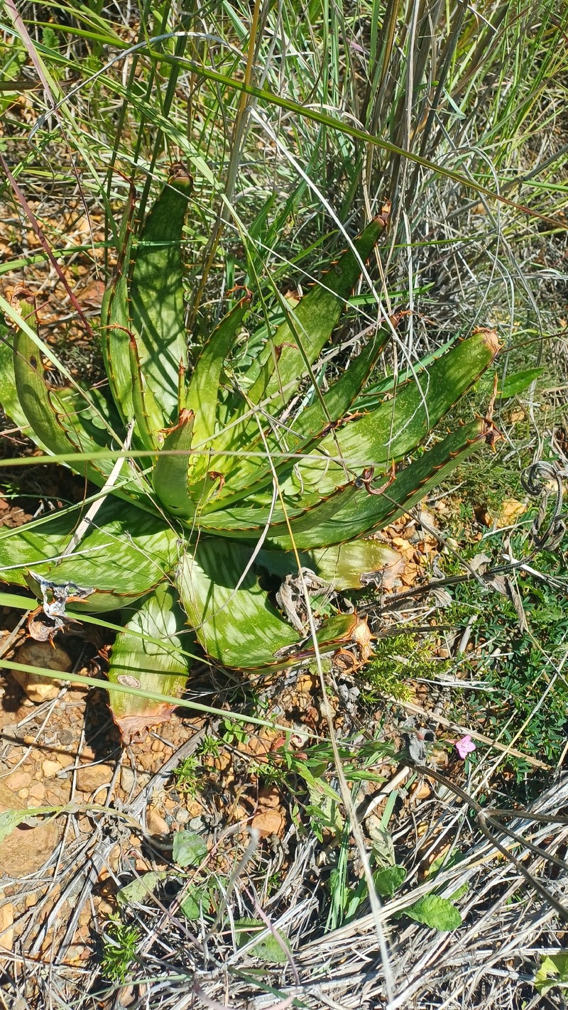 Aloe mutans photo 4