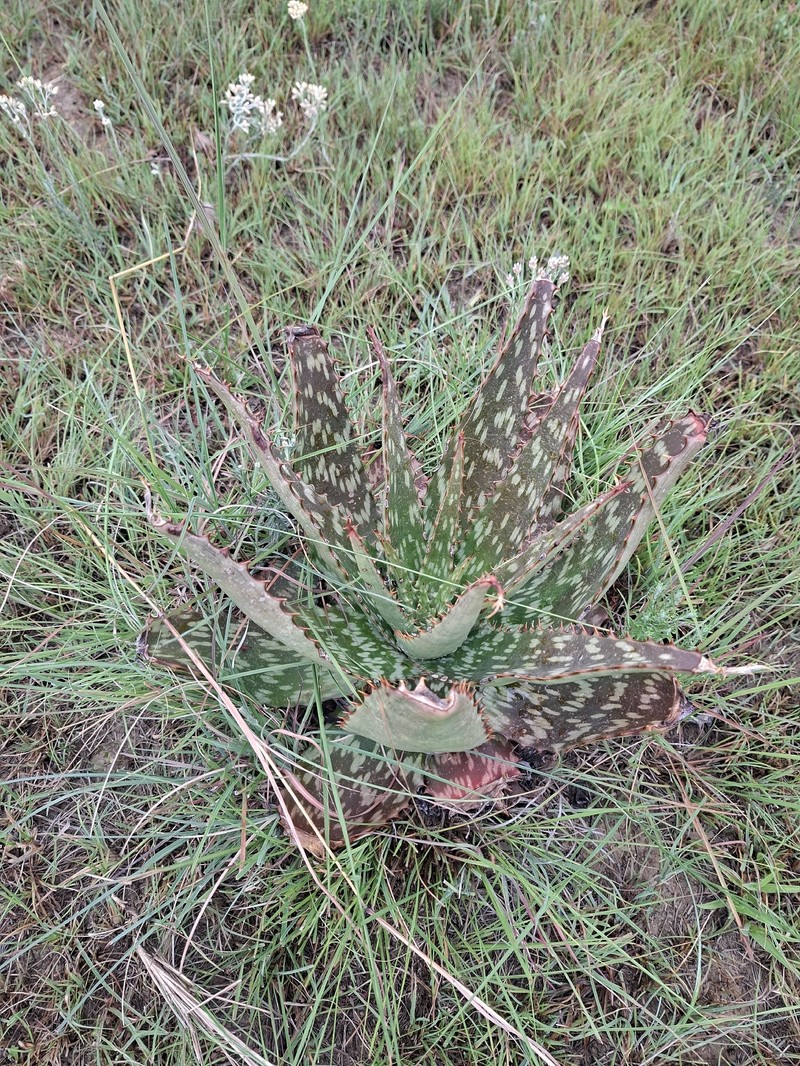 Aloe mutans photo 5