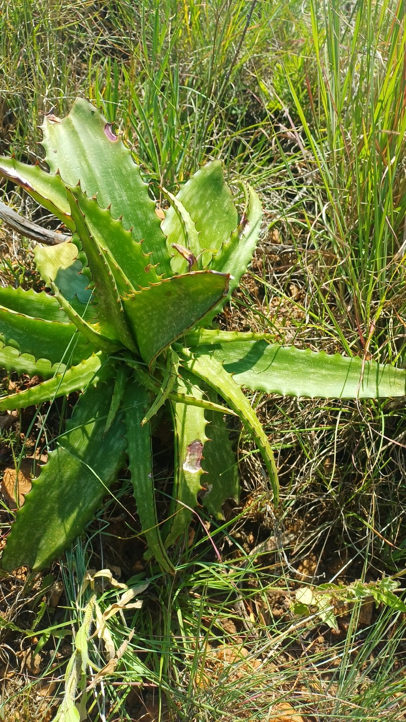 Aloe mutans photo 6