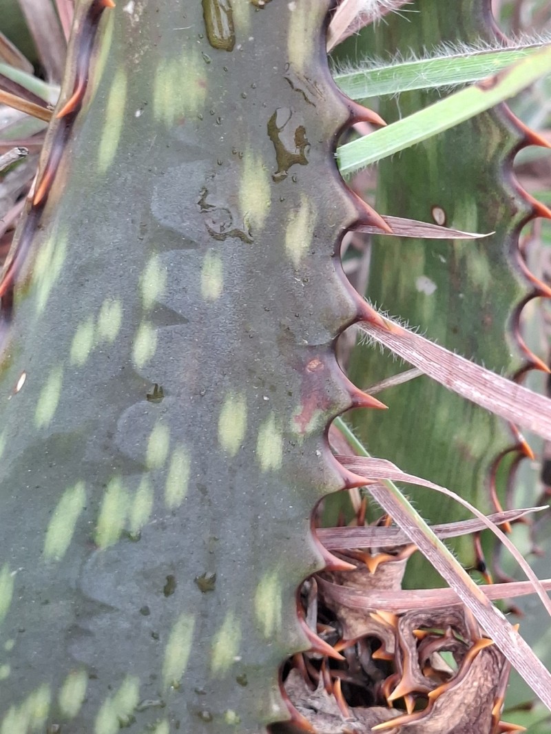 Aloe mutans photo 7
