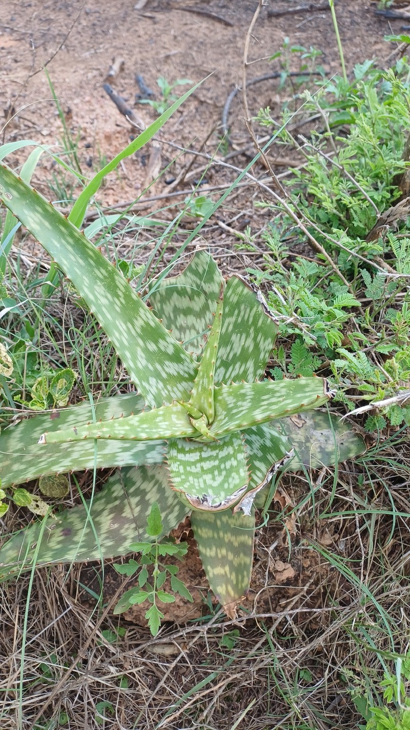Aloe mutans photo 8