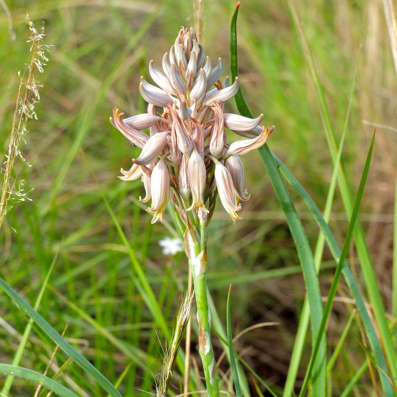 Aloe myriacantha