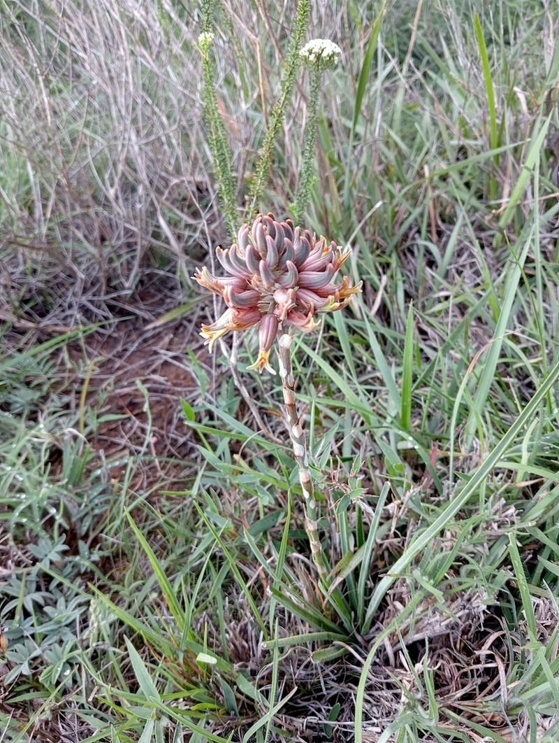 Aloe myriacantha photo 3