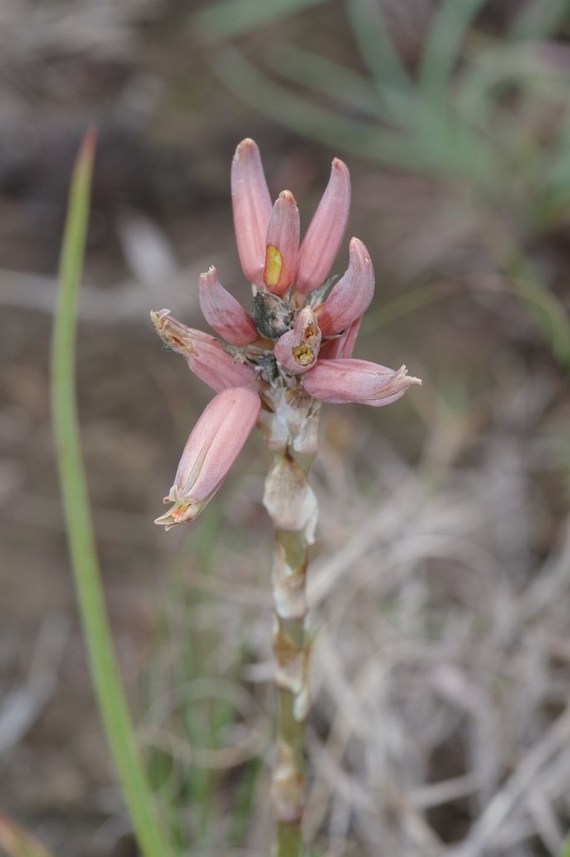 Aloe myriacantha photo 4