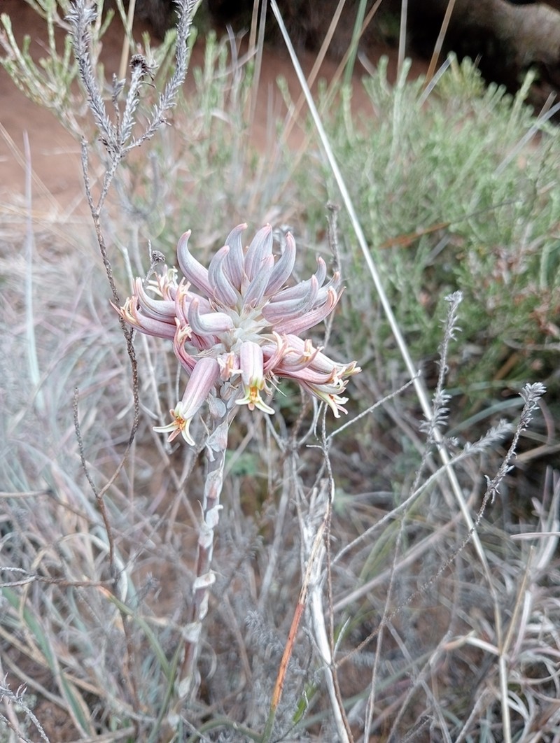 Aloe myriacantha photo 5
