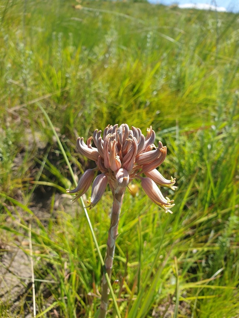 Aloe myriacantha photo 6