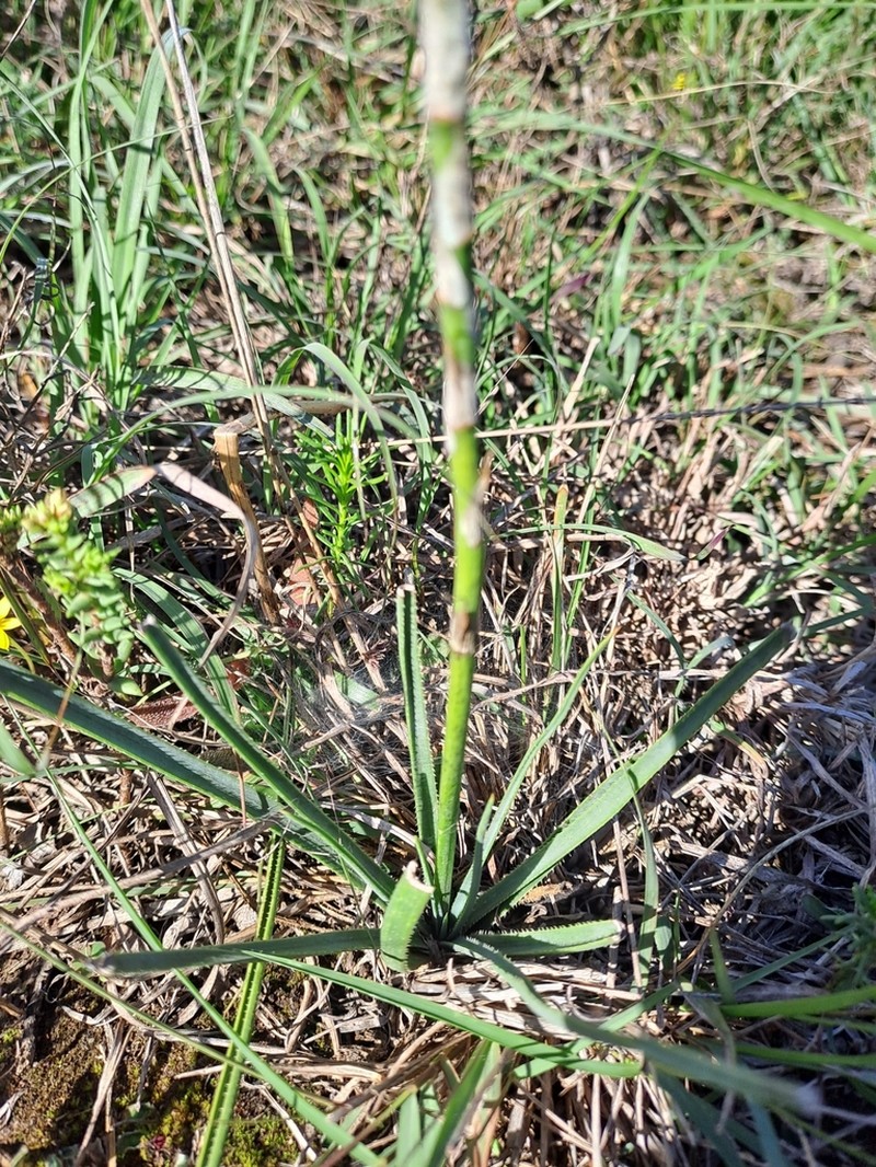 Aloe myriacantha photo 8