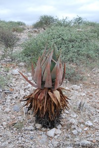 Aloe namibensis