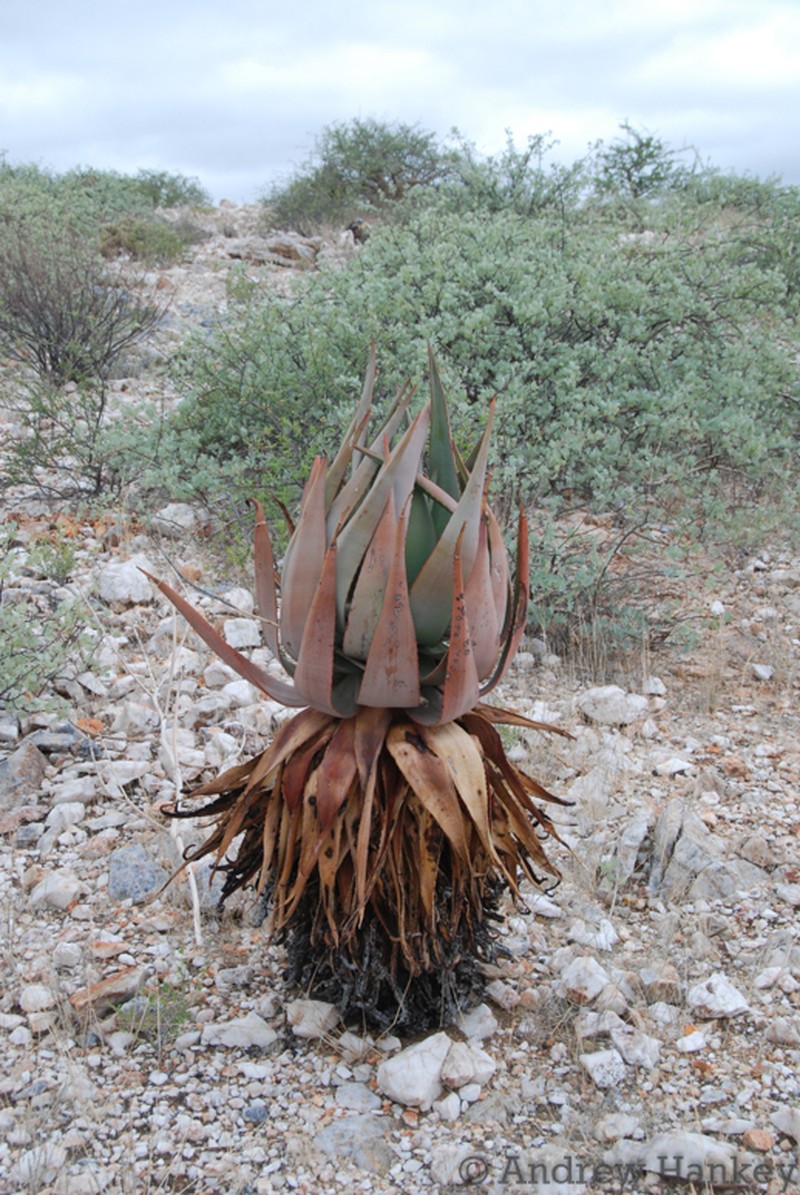 Aloe namibensis