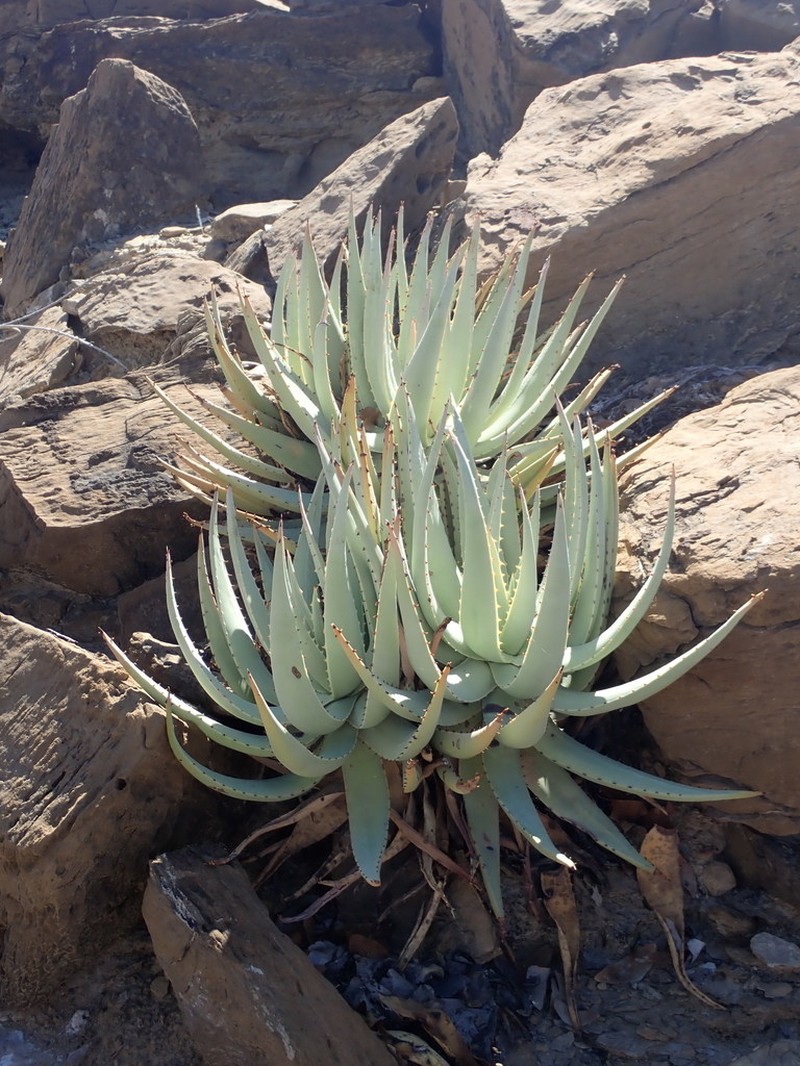 Aloe namibensis photo 2