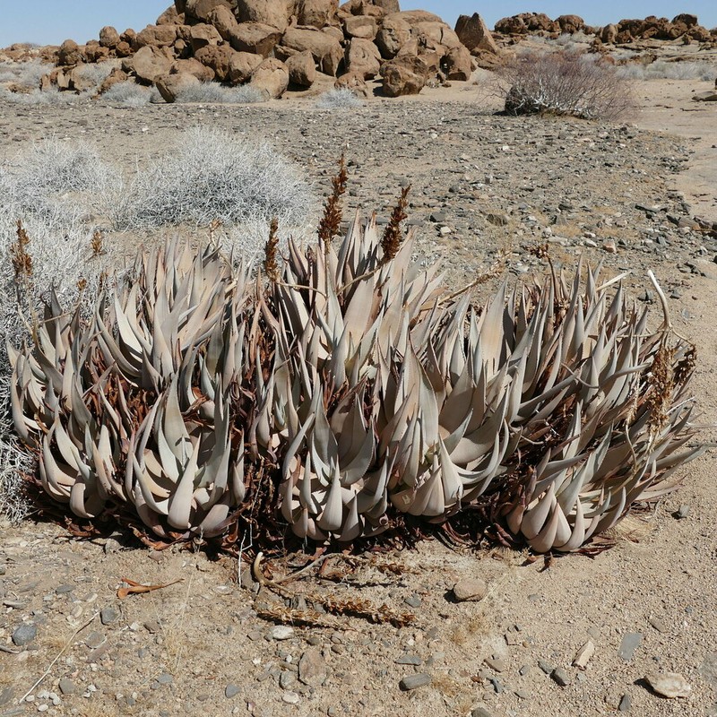 Aloe namibensis photo 3