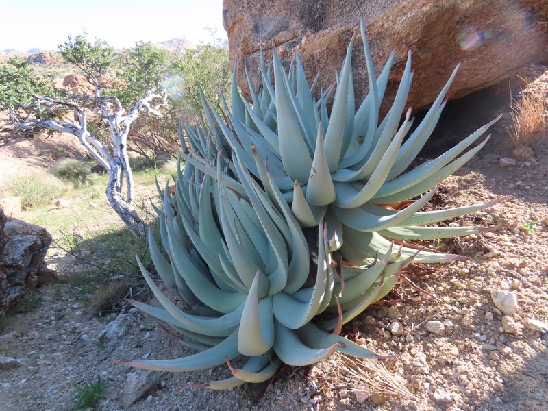 Aloe namibensis photo 4