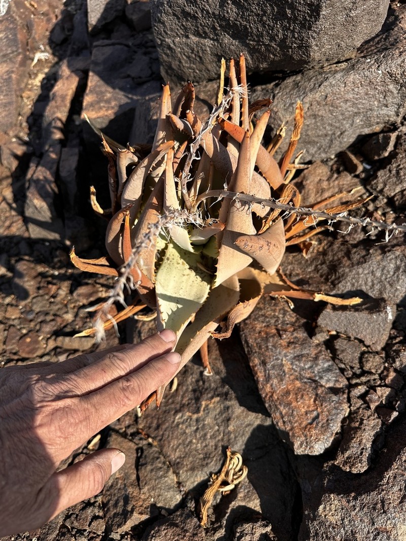 Aloe namibensis photo 5