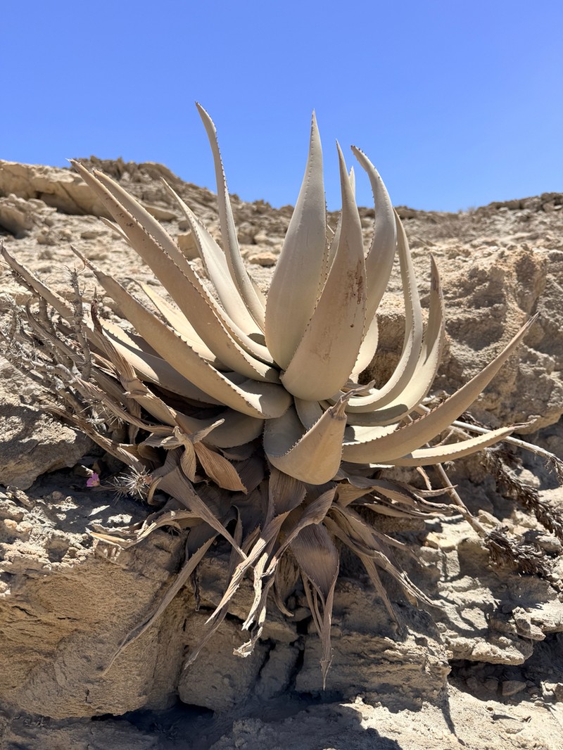 Aloe namibensis photo 6