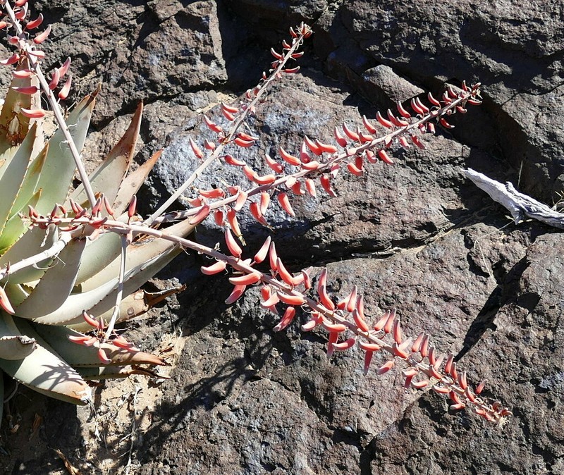 Aloe namibensis photo 7