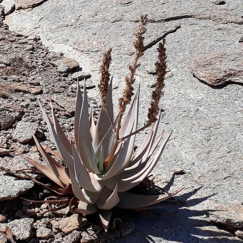 Aloe namibensis photo 8