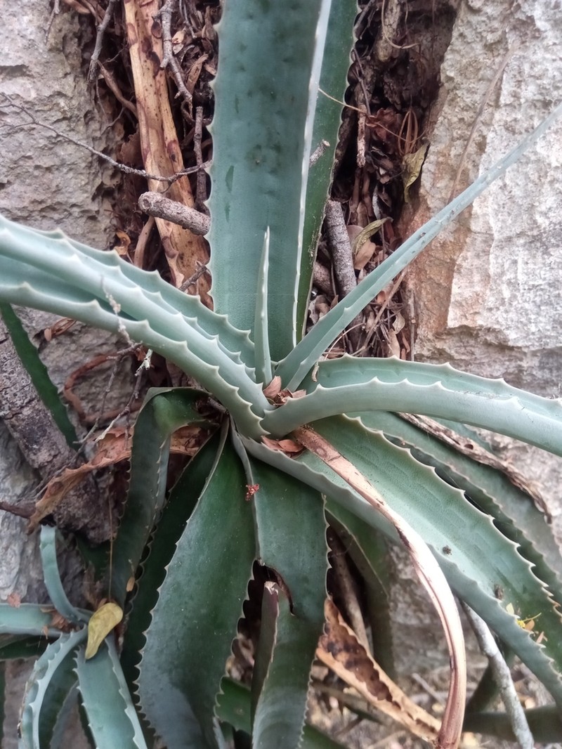 Aloe namorokaensis photo 2