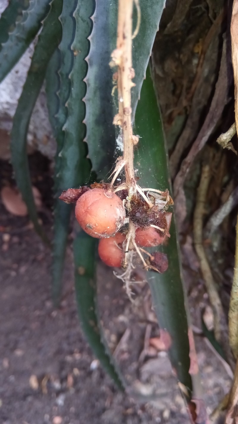 Aloe namorokaensis photo 3