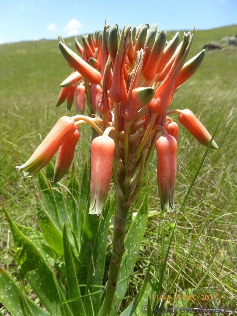 Aloe neilcrouchii