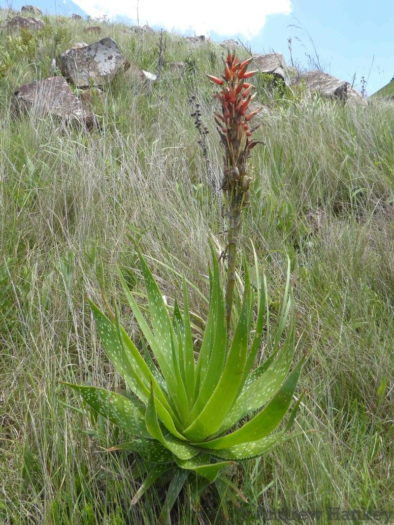 Aloe neilcrouchii photo 2