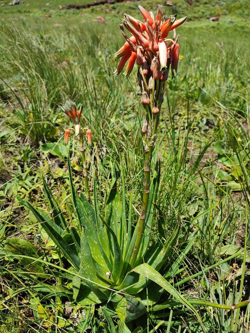 Aloe neilcrouchii photo 4