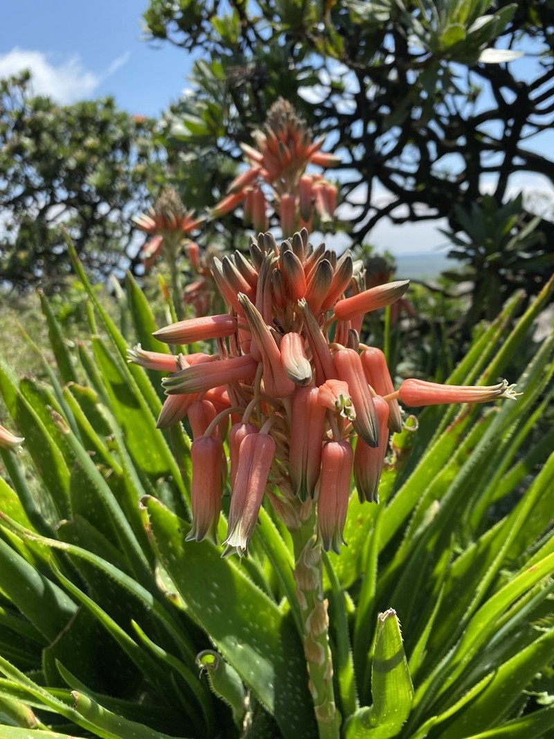 Aloe neilcrouchii photo 5