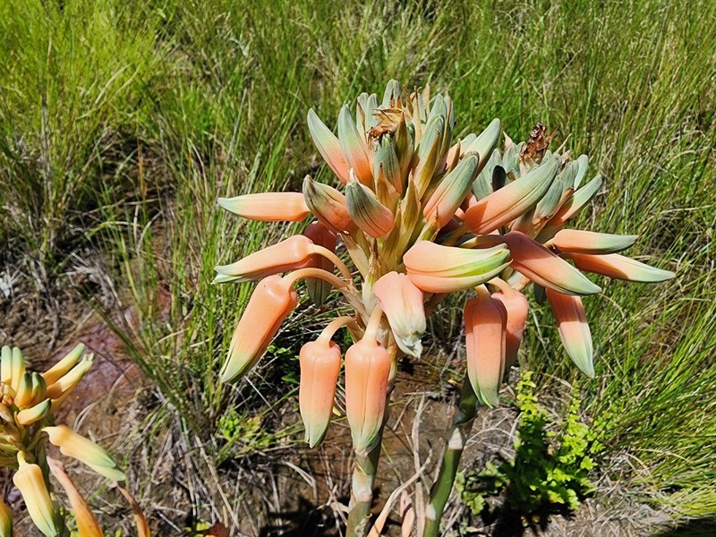 Aloe neilcrouchii photo 6
