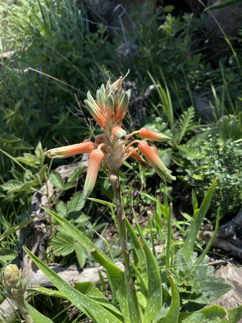 Aloe neilcrouchii photo 7