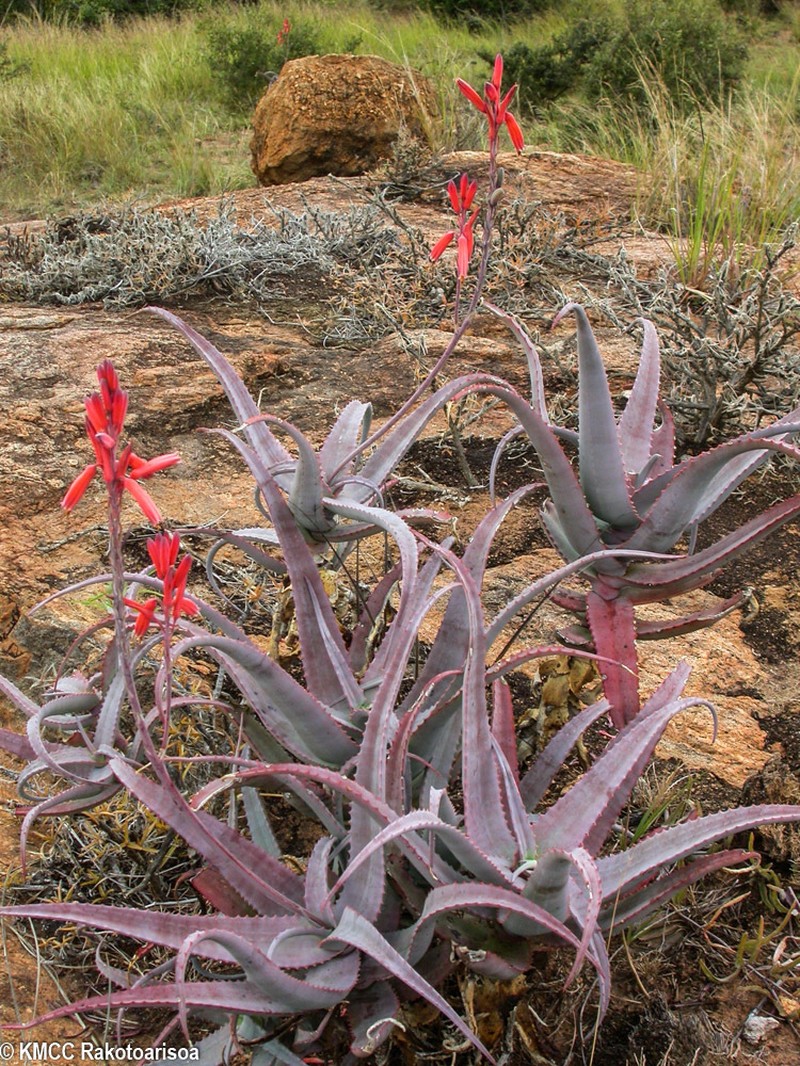 Aloe newtonii