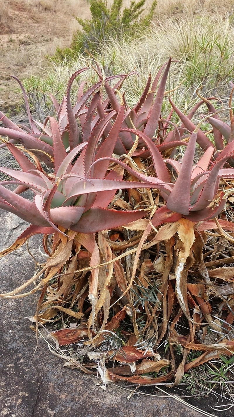 Aloe newtonii photo 2