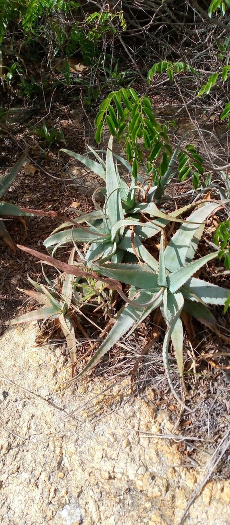 Aloe newtonii photo 3