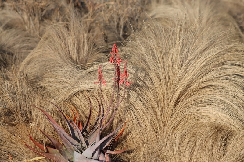 Aloe newtonii photo 4