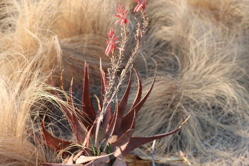 Aloe newtonii photo 5