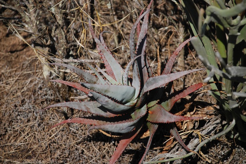Aloe newtonii photo 6