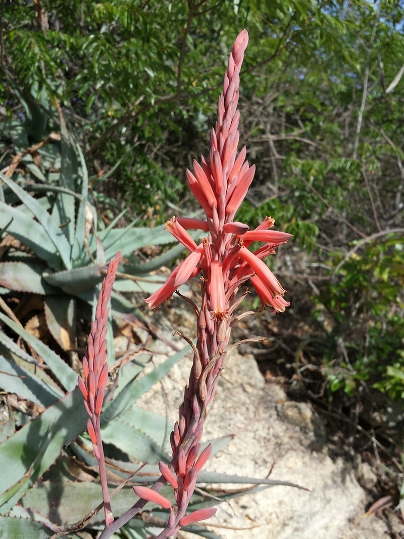 Aloe newtonii photo 7