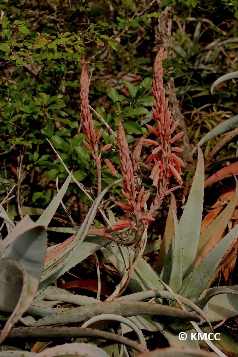 Aloe newtonii photo 8