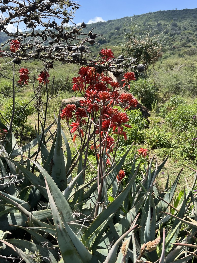 Aloe ngongensis photo 3