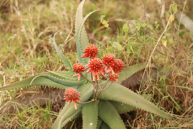 Aloe ngongensis photo 4